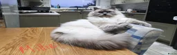 Ragdoll cats for sale: Ragdoll girl - Advert 2