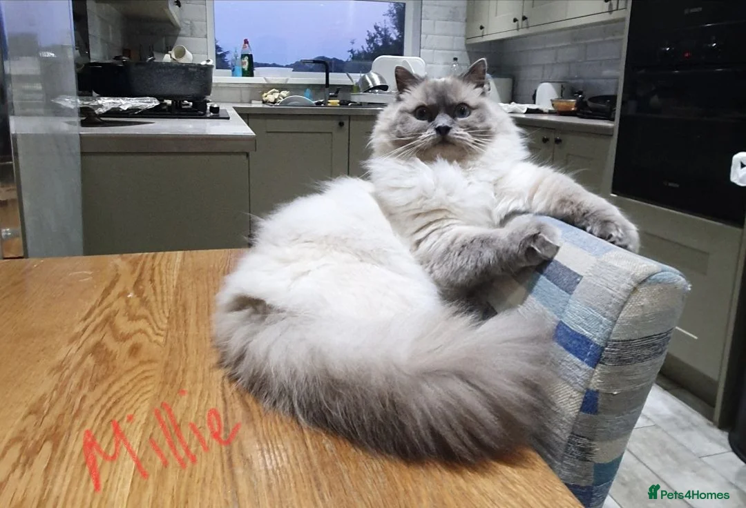 Ragdoll cats for sale: Ragdoll girl - Advert 2