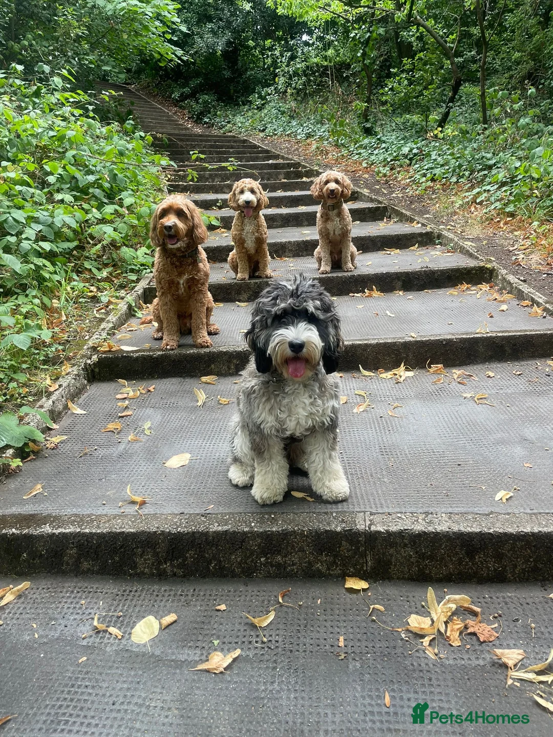 Cockapoo dogs for stud: Handsome F1 miniature cockapoo for stud in Spalding - Advert 13