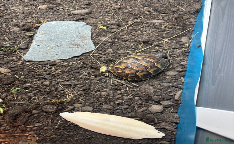 Tortoise reptiles - Advert 1