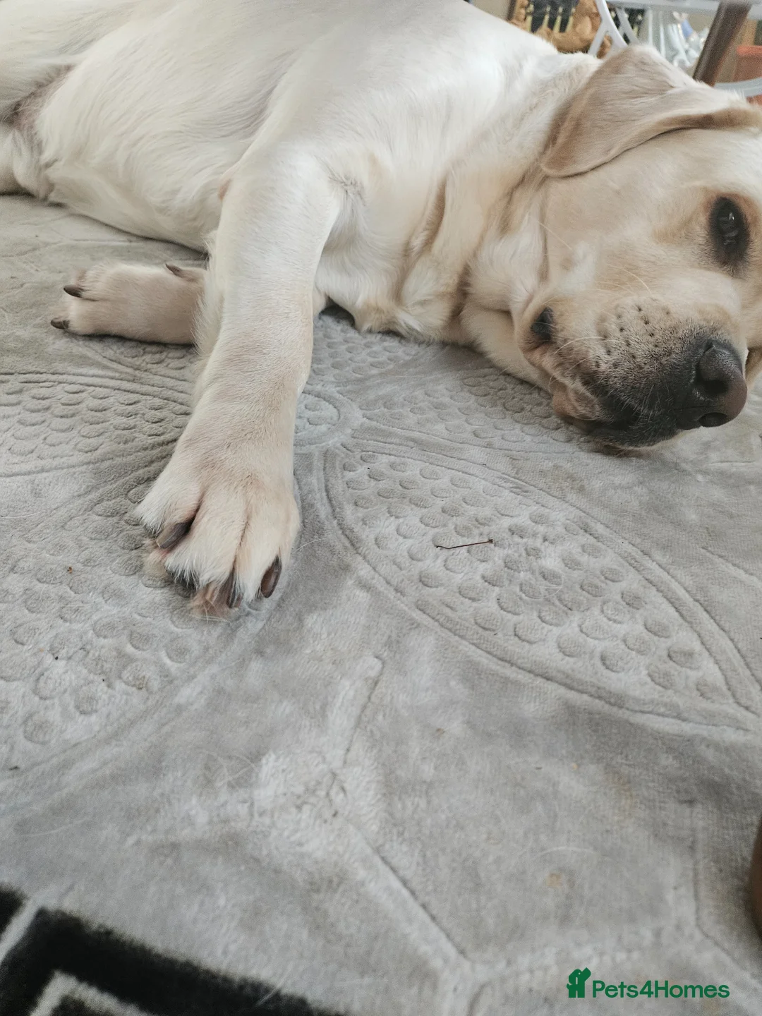 Golden Retriever dogs for stud: Golden retriever at stud - Advert 2