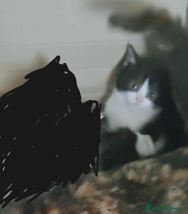 Mixed Breed cats 6 healthy playful little kittens, ready to go. - Advert 4