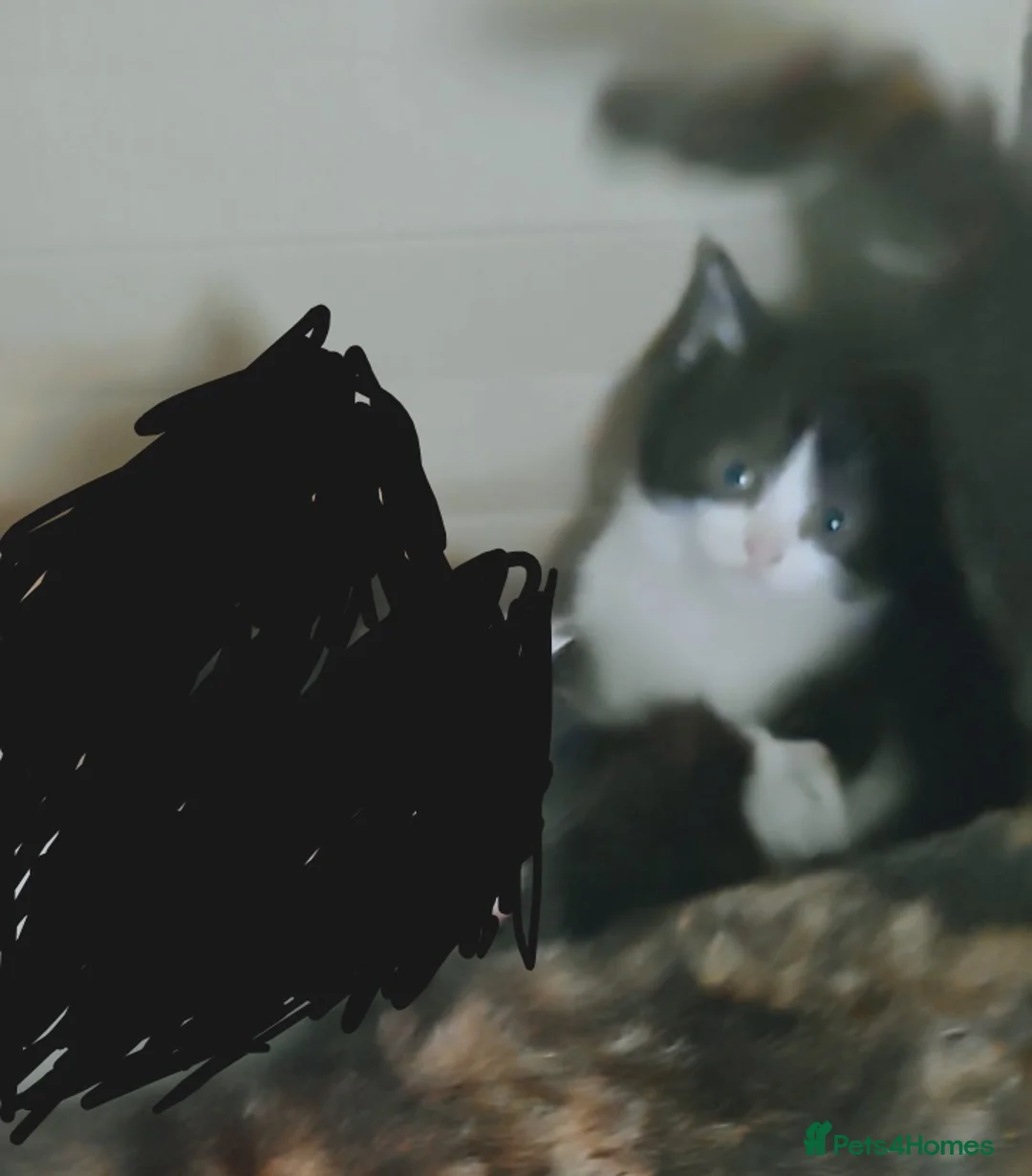 Mixed Breed cats for sale: Healthy playful little kitten, ready to go. - Advert 1