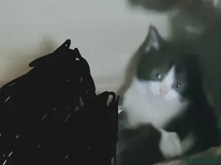 Mixed Breed cats 6 healthy playful little kittens, ready to go. - Advert 4