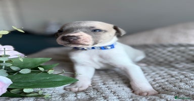 Whippet dogs - Advert 10