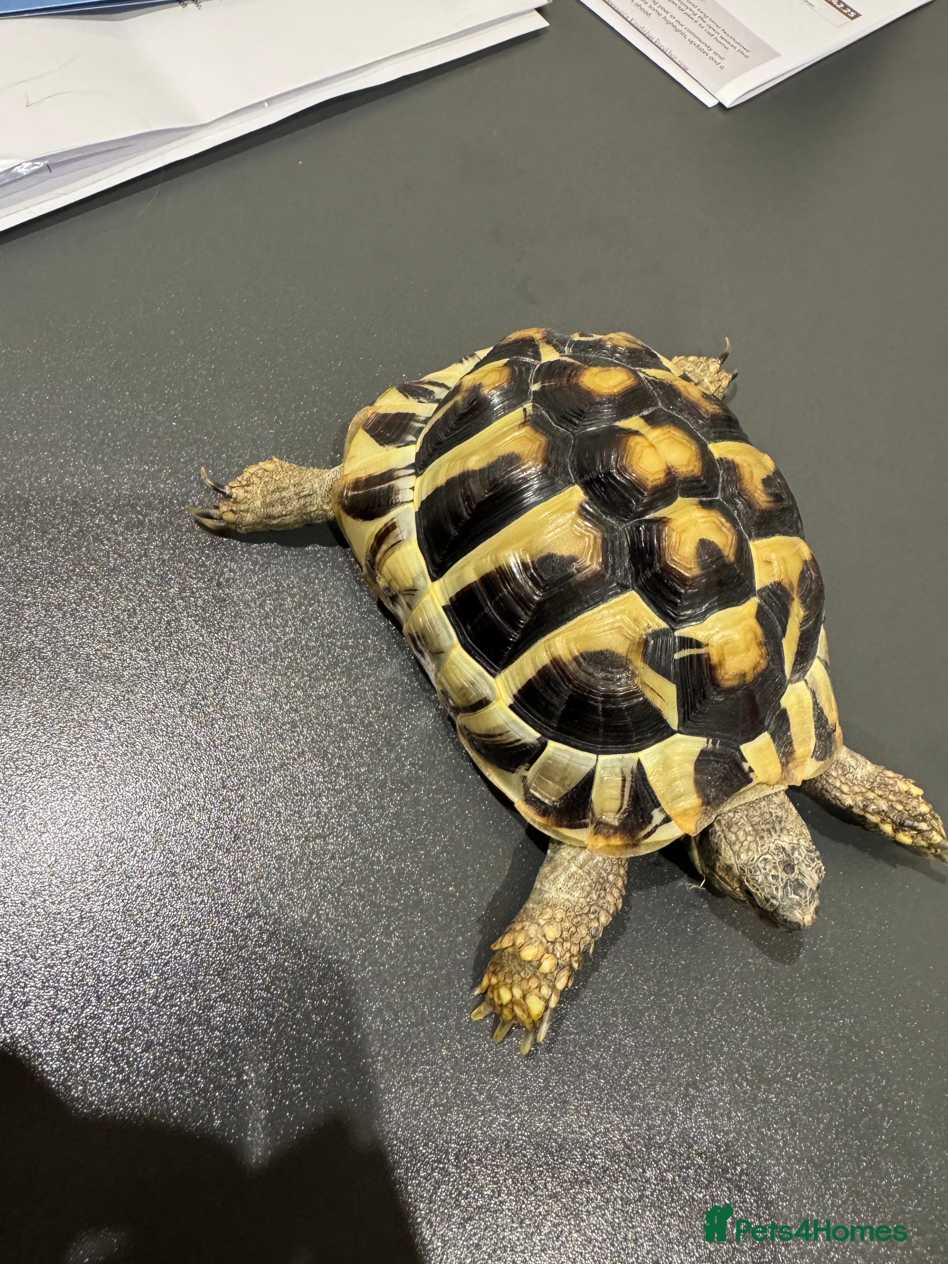 Hermann Tortoise reptiles Herman’s Tortoise - Advert 2