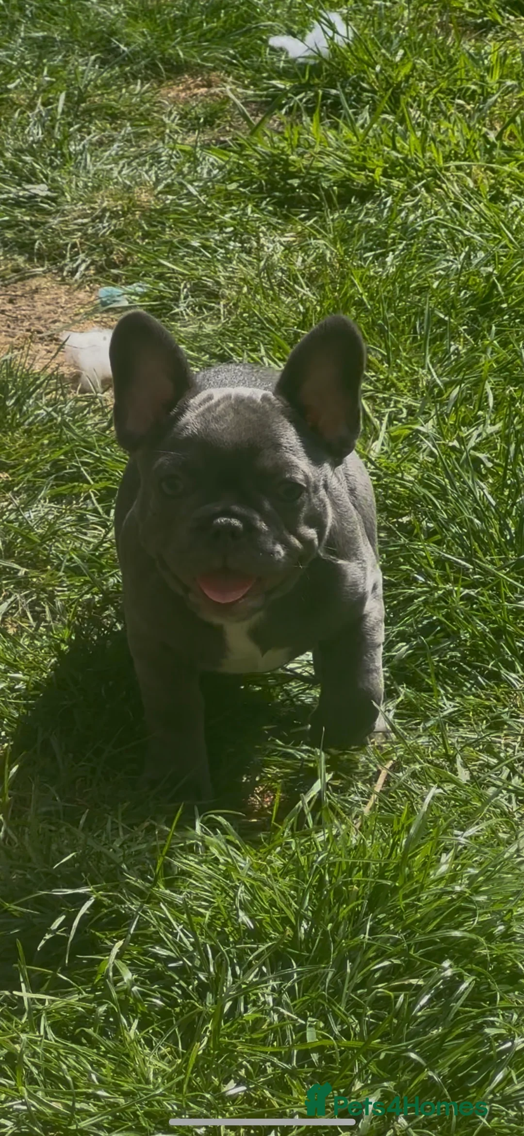French Bulldog dogs for sale: French bulldog girl  - Advert 7