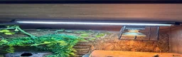 Leopard Gecko reptiles for sale: Leopard gecko and full set up  in Leicester - Advert 9