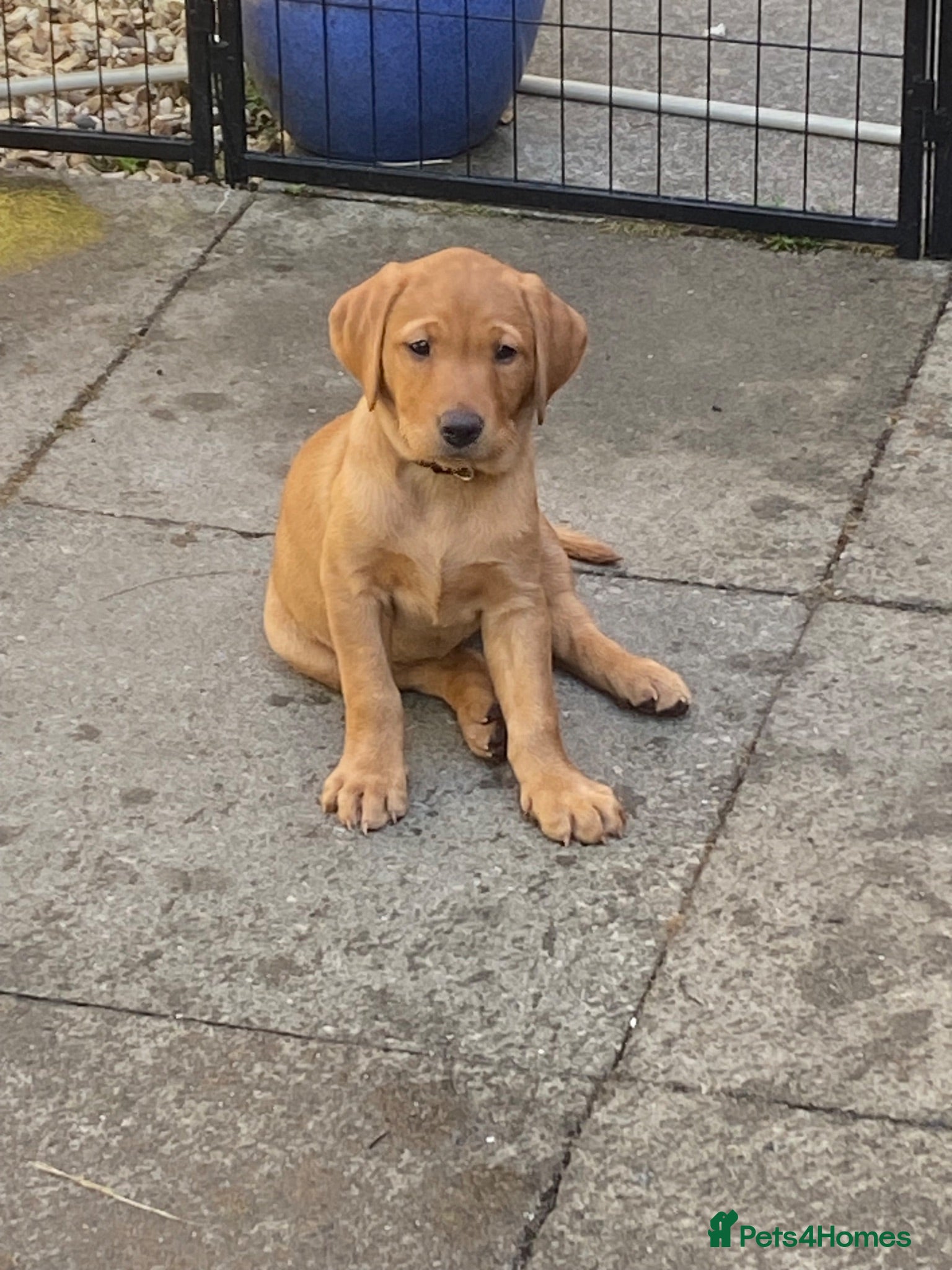 Labrador Retriever dogs Fox Red Labradors - Advert 12