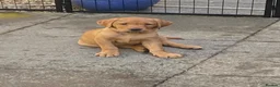 Labrador Retriever dogs for sale: Fox Red Labradors - Advert 1