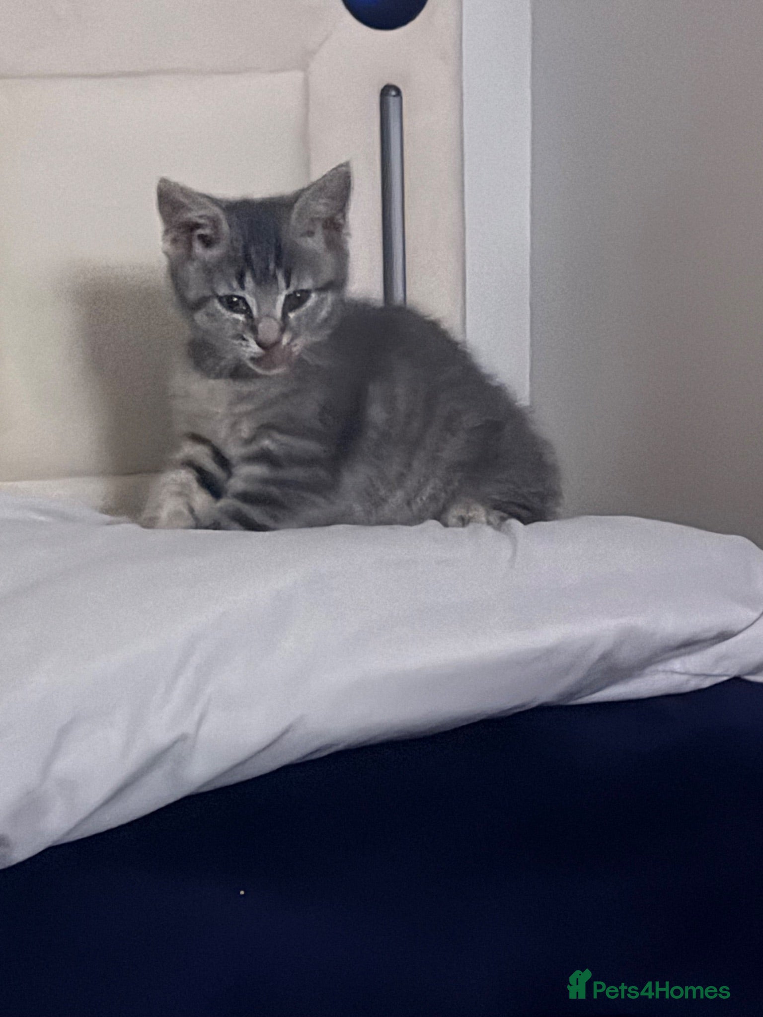 Mixed Breed cats Mixed British shorthair  - Advert 1