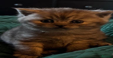 British Shorthair cats - Advert 7