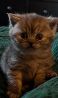British Shorthair cats - Advert 2