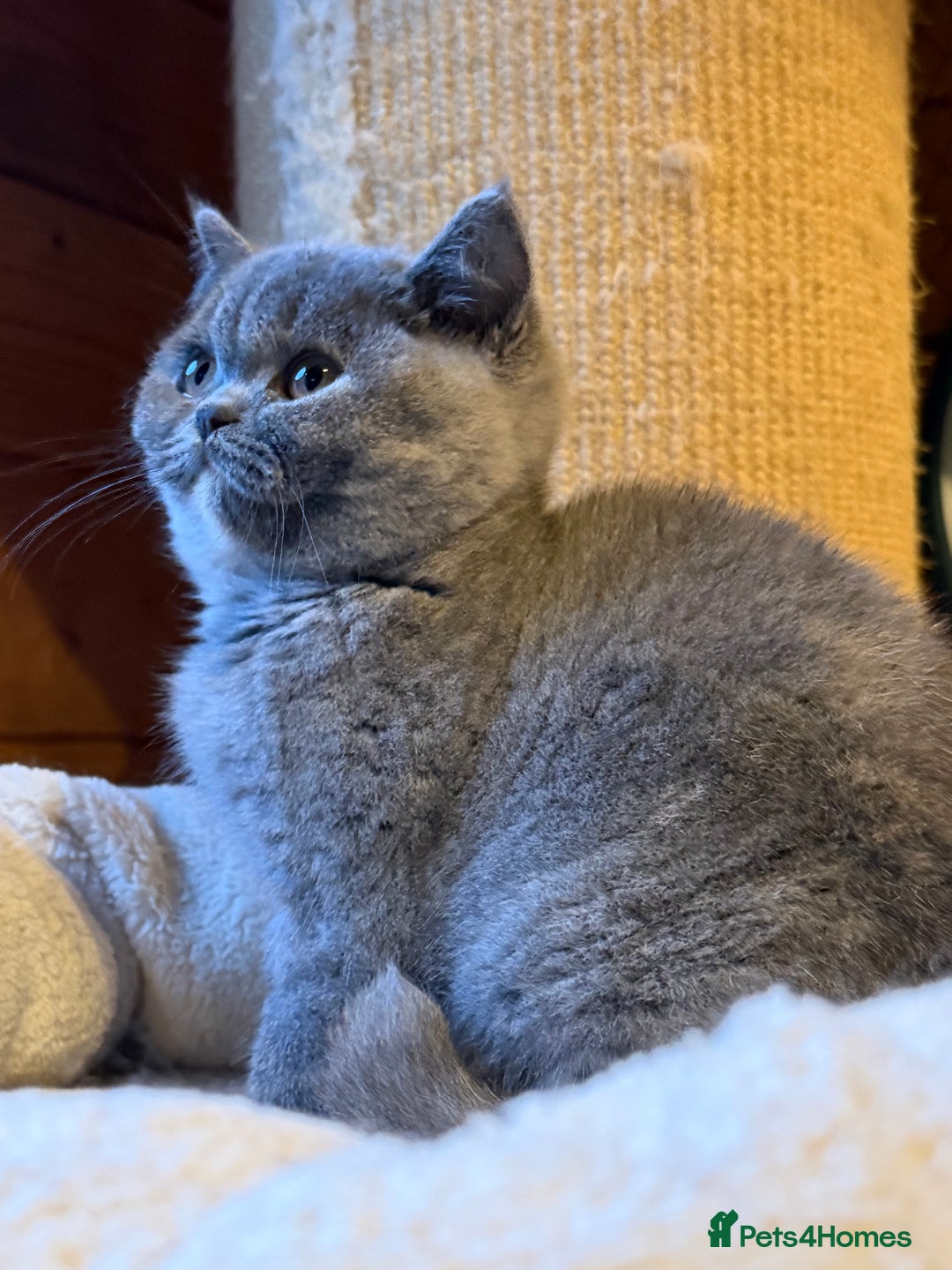 British Shorthair cats for sale: British Shorthair Kittens blue tortie  - Advert 11