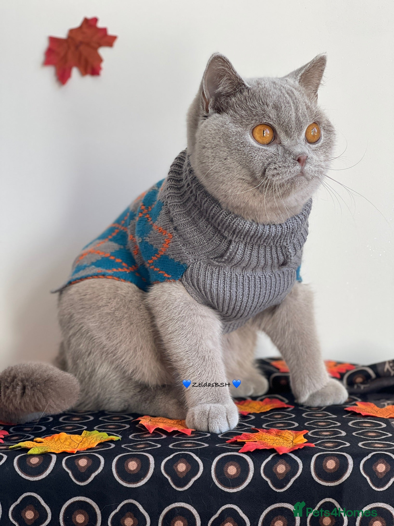British Shorthair cats ♦️Exquisite BSH sweethearts♦️ - Advert 1