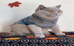 British Shorthair cats for sale: 💕Charming BSH kittens💕 - Image 1