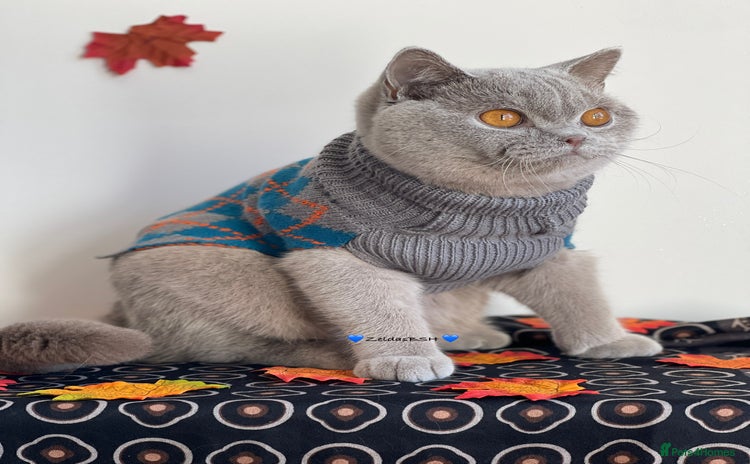 British Shorthair cats - Advert 2