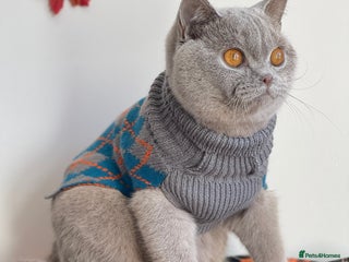 British Shorthair cats ♦️Exquisite BSH sweethearts♦️ - Advert 15