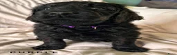 Newfypoo dogs for sale: 8 Beautiful F1 Newfypoo Puppies  - Advert 3