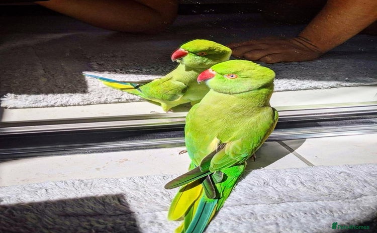 Parrots birds Baby Indian ring neck talking parrot  - Advert 1