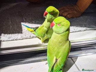 Parrots birds Baby Indian ring neck talking parrot - Advert 5