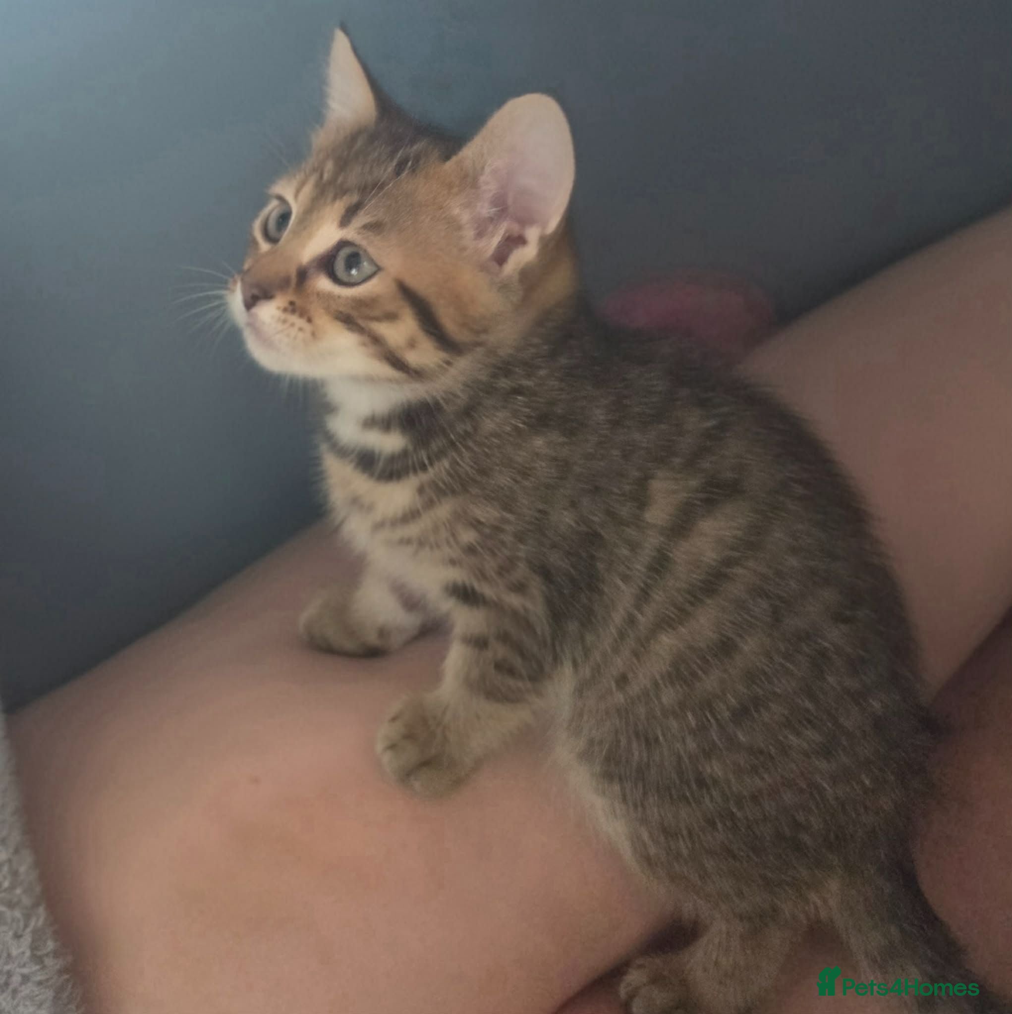 British Shorthair cats Last male kitten - Advert 1