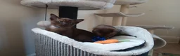 Burmese cats for sale: Stunning Brown Burmese Kittens. GCCF Reg.  - Advert 2