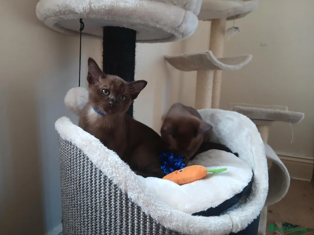 Burmese cats for sale: Stunning Brown Burmese Kittens. GCCF Reg.  - Advert 2
