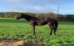 Irish Thoroughbred horses for sale: Bay gelding all rounder - Image 5