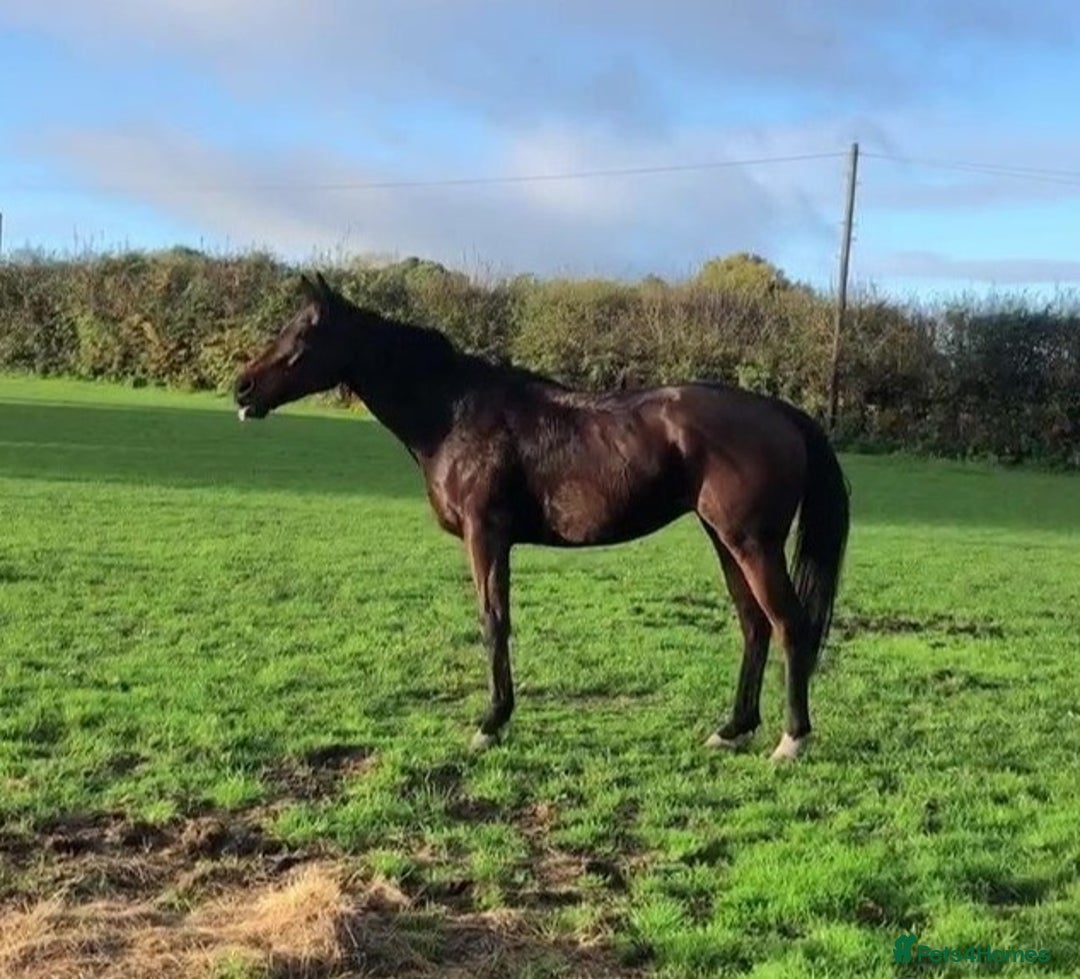 Irish Thoroughbred horses for sale: Bay gelding all rounder - Image 5