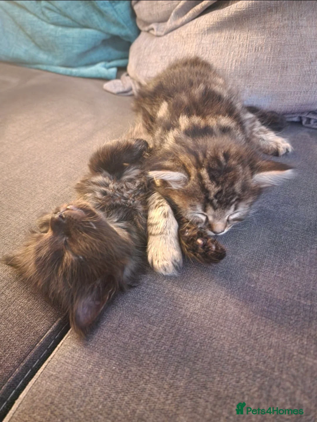 Norwegian Forest Cat cats for sale: Norwegian Forest Mix Kittens  in Egham - Advert 8