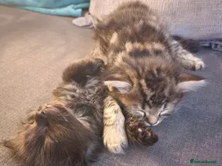 Norwegian Forest Cat cats Norwegian Forest Mix Kittens - Advert 6
