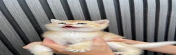 Scottish Fold cats for sale: SCOTTISH FOLD GOLDEN CHINCHILLA NY11-NY12 KITTENS. in Basildon - Advert 3