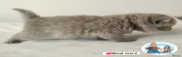 British Shorthair cats for sale: 3 Beautiful Lilac British short hair kittens  - Advert 6