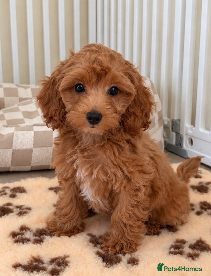 Cockapoo dogs for sale: Girl F1B cockapoo puppies   - Advert 17