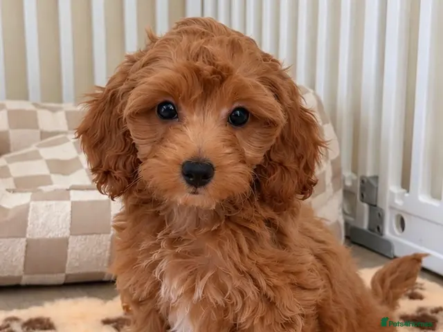 Cockapoo dogs for sale: Girl F1B cockapoo puppies - Advert 14