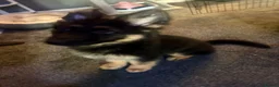 German Shepherd dogs for sale: 4 month old German Shepherd  - Advert 5