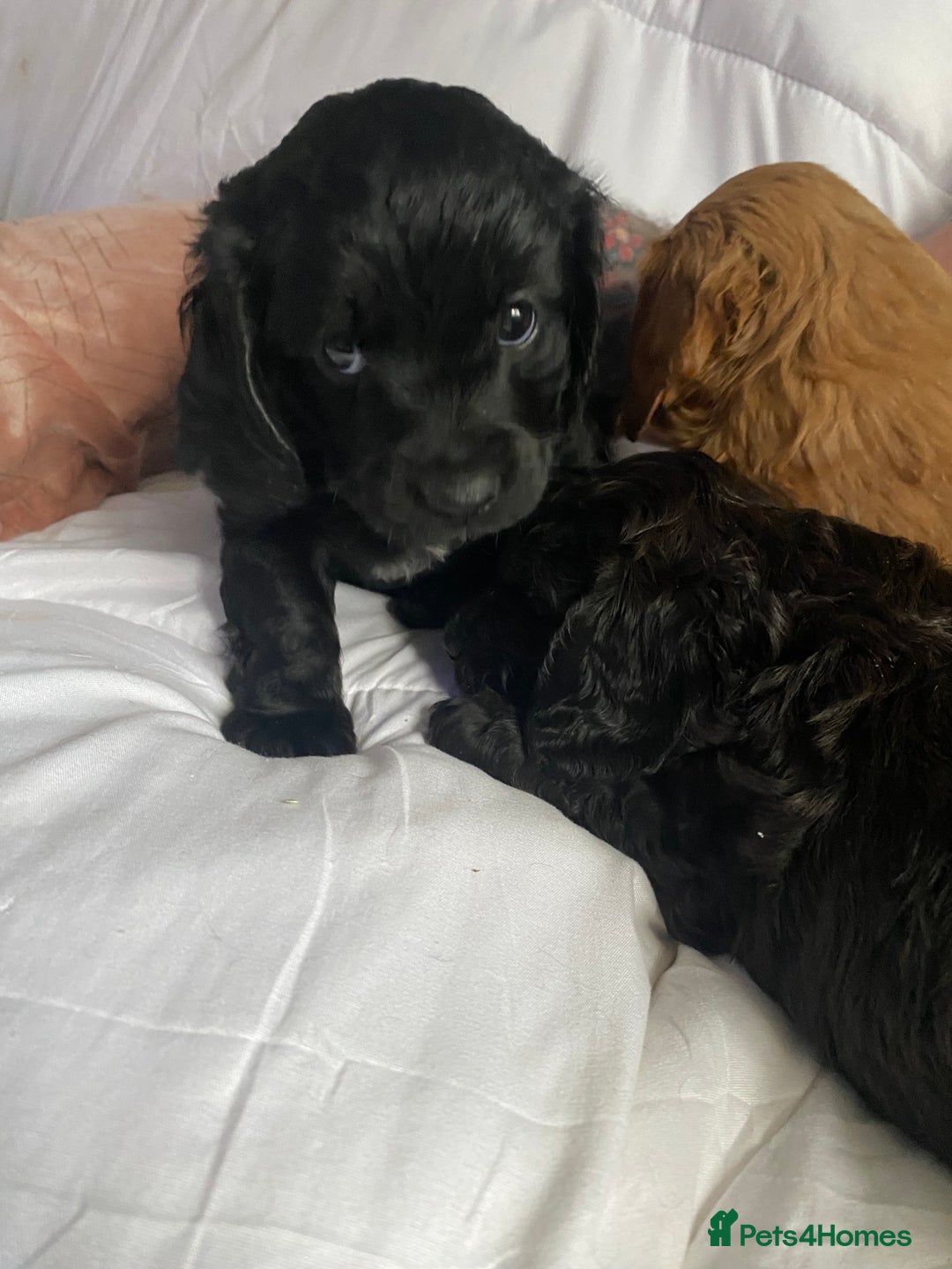 Cavapoo dogs for sale: Stunning cavapoo pups  - Advert 17