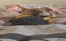 English Bull Terrier dogs for sale: Top Quality health tested champions lines - Image 4