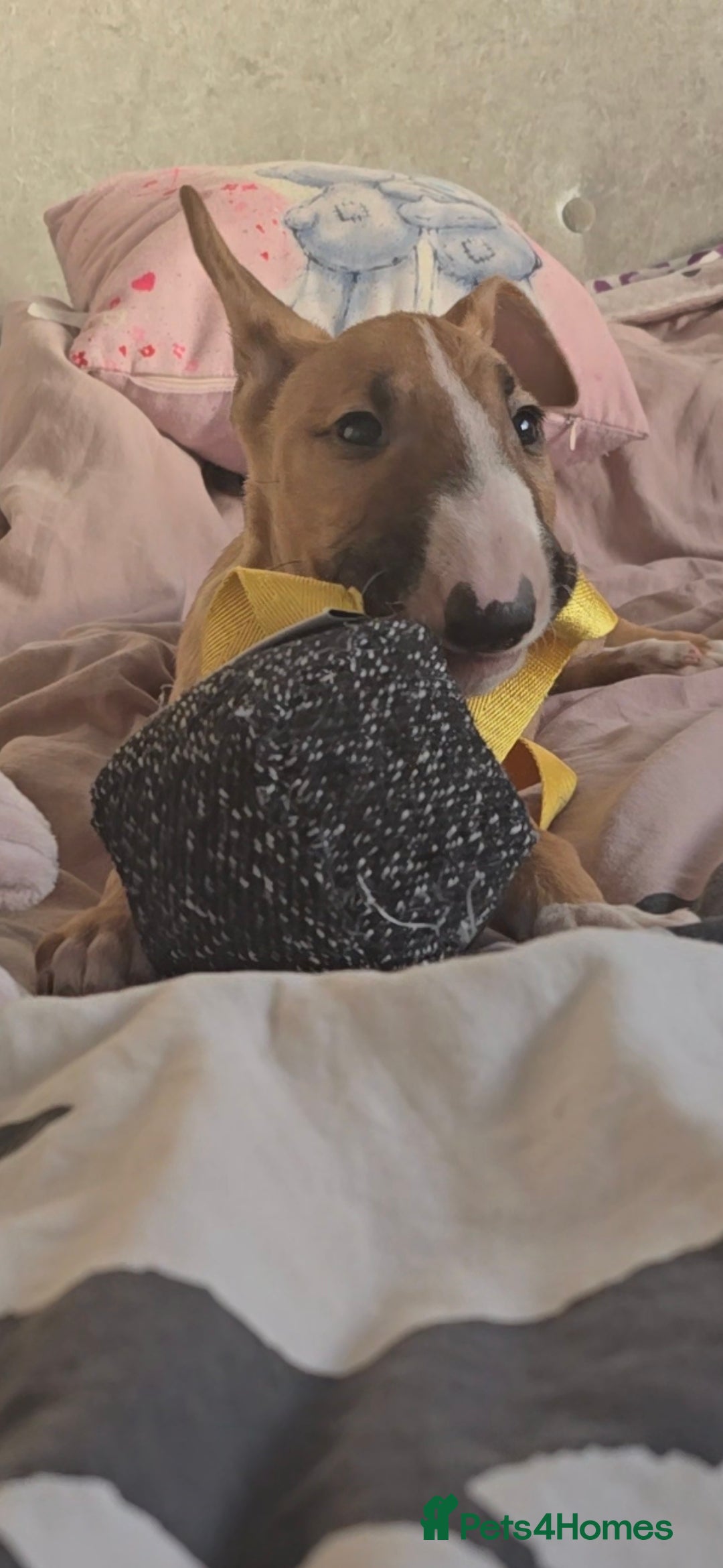 English Bull Terrier dogs for sale: Top Quality health tested champions lines - Image 4