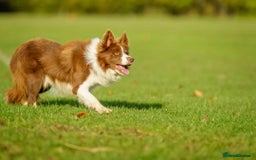 Border Collie dogs for sale: One boy left with beautiful markings - Image 21