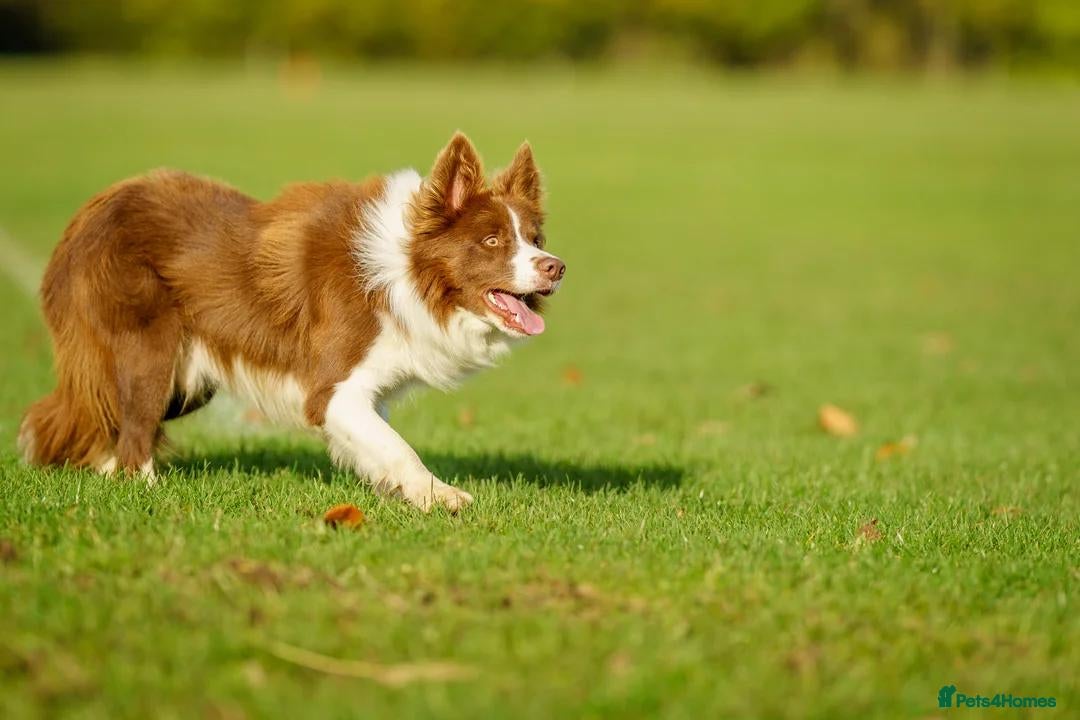 Border Collie dogs for sale: One boy left with beautiful markings - Image 21
