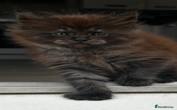 Maine Coon cats for sale: 2 xl tica active mainecoon kittens  - Image 6