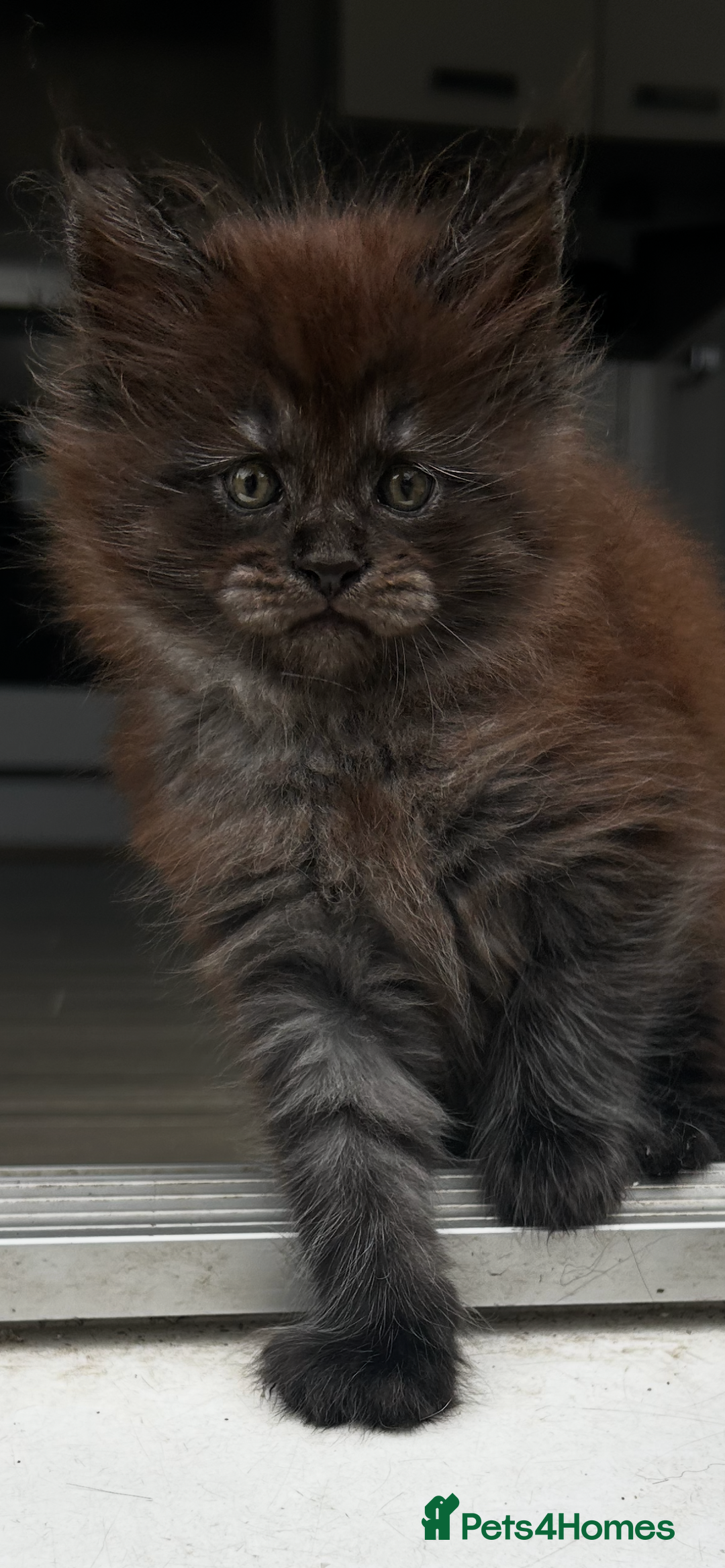 Maine Coon cats for sale: 2 xl tica active mainecoon kittens  - Image 6
