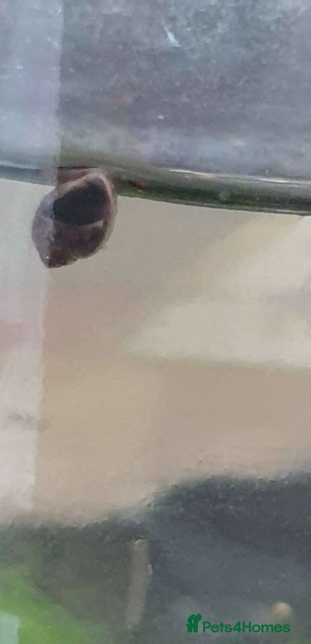 Snails invertebrates for sale: Bladder Snails  Live Feeder Snails,  Algae Eater - Advert 1