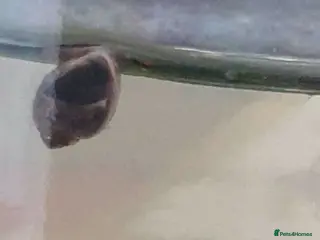 Snails invertebrates Bladder Snails Live Feeder Snails, Algae Eater - Advert 3