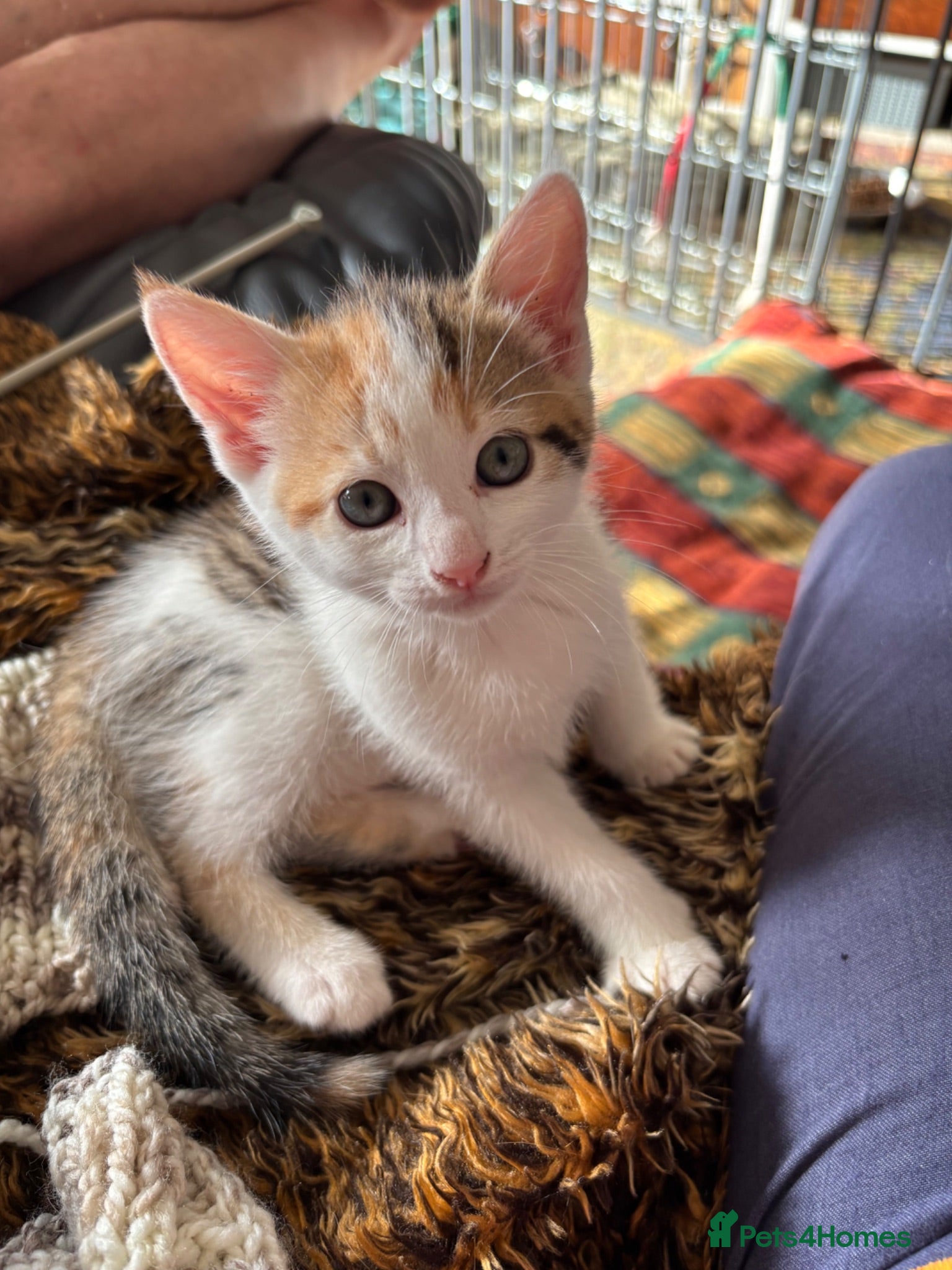 Mixed Breed cats Kitten full of love and fun  - Advert 1