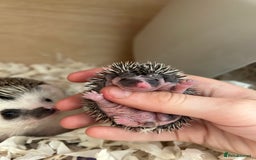 Pygmy Hedgehog rodents for sale: Gorgeous APH blaze hoglet - Image 4