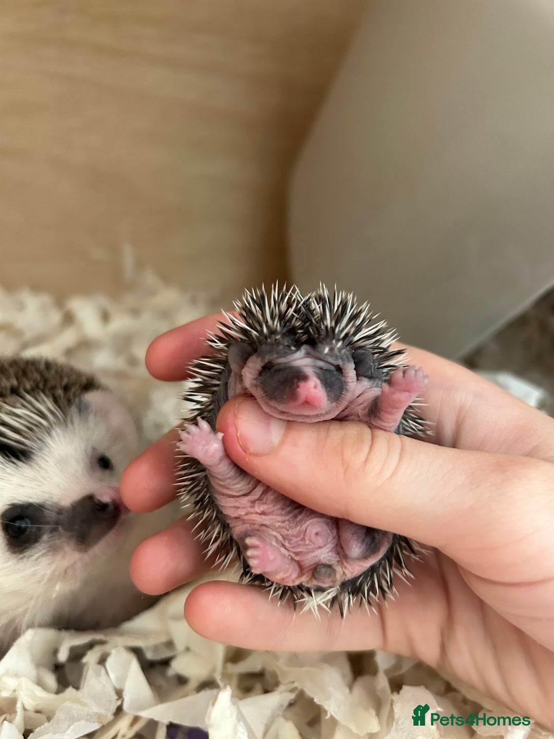 Pygmy Hedgehog rodents for sale: Gorgeous APH blaze hoglet - Image 4