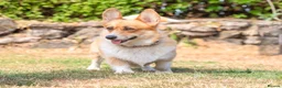 Welsh Corgi Pembroke dogs for sale: Beautiful Welsh Pembroke corgi female  - Advert 2